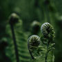 ferns